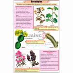 Xerophytes Chart